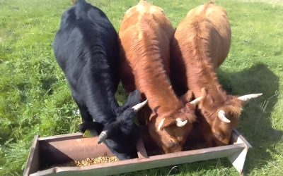 For Sale – PBR Registered Heifers (Organic), Co Mayo