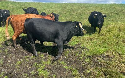 For Sale – 1 bull, 2 cows and 2 calves, Co Mayo