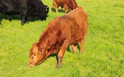 For Sale – 2 X PB Bulls & PBR Heifer, Co Mayo