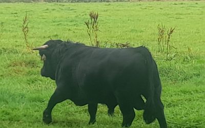 For Sale – PBR Registered Bull, Co Cork