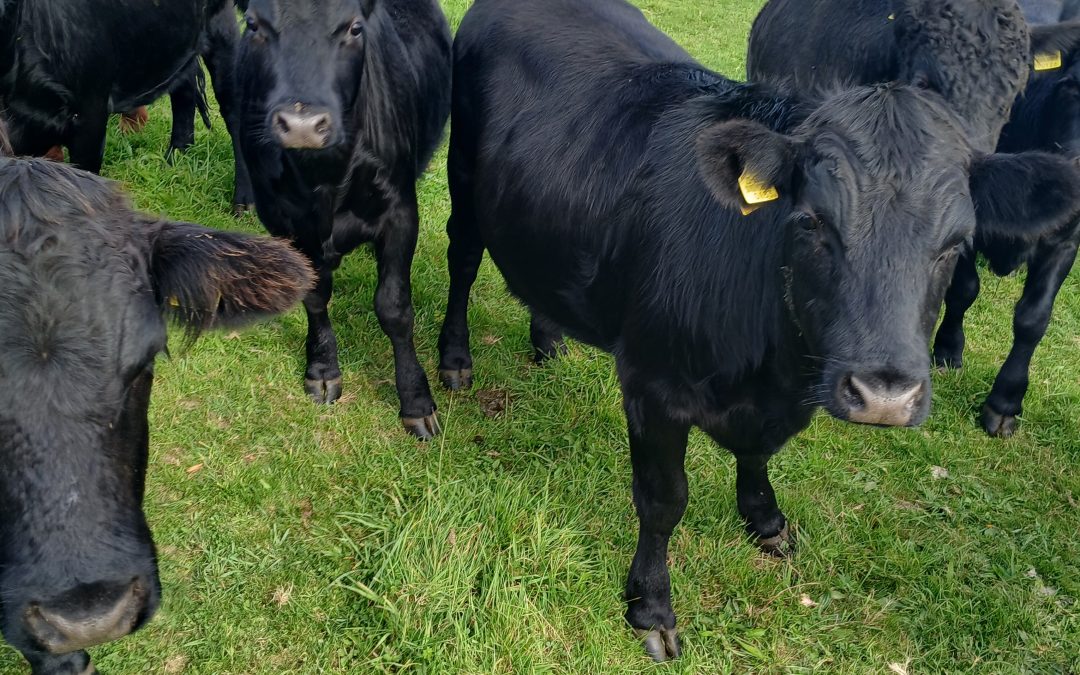 For Sale – Heifers & Bullocks, Co Cork