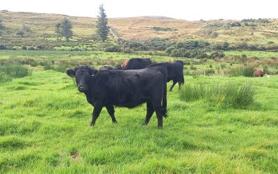 For Sale – Cow & Heifer Organic, Co Galway