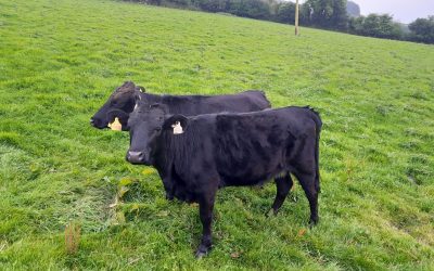 For Sale – PBR Heifers & Bulls, Co Carlow