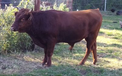 For Sale – 5* PBR Bull, Co Limerick