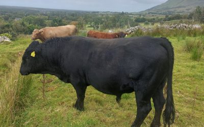 For Sale – PBR Stock Bull, Co Sligo