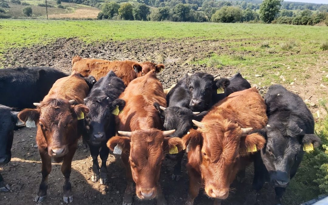 For Sale – Organic Dexter Bullocks and Heifers. Co Leitrim