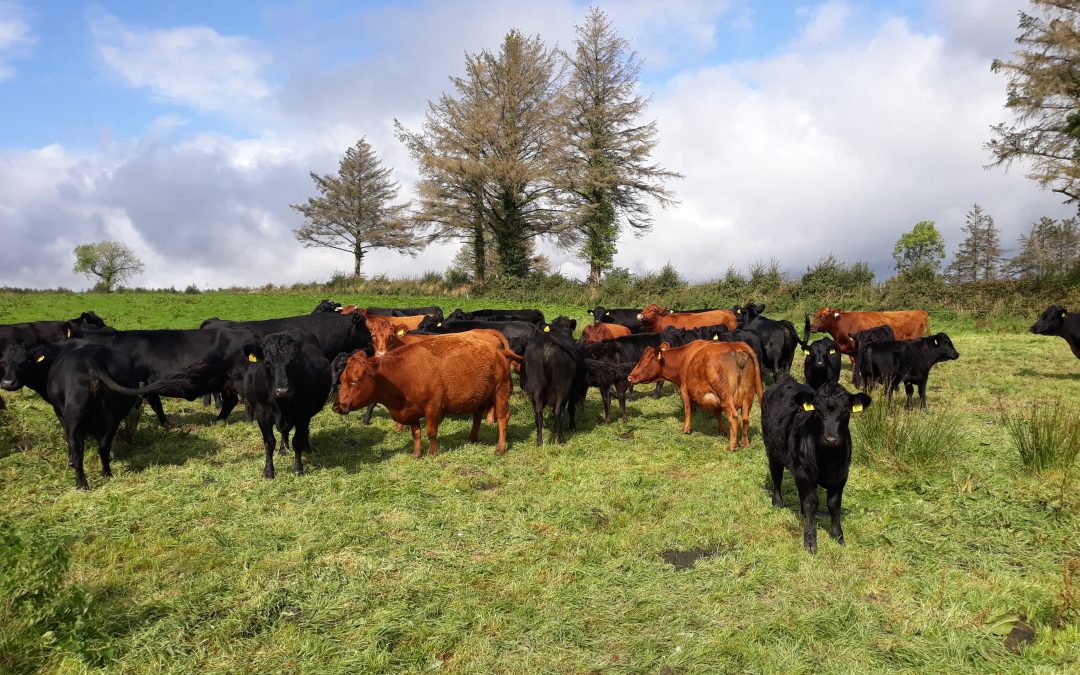 For Sale – PBR Weanling Heifers & Males, Co Tipperary