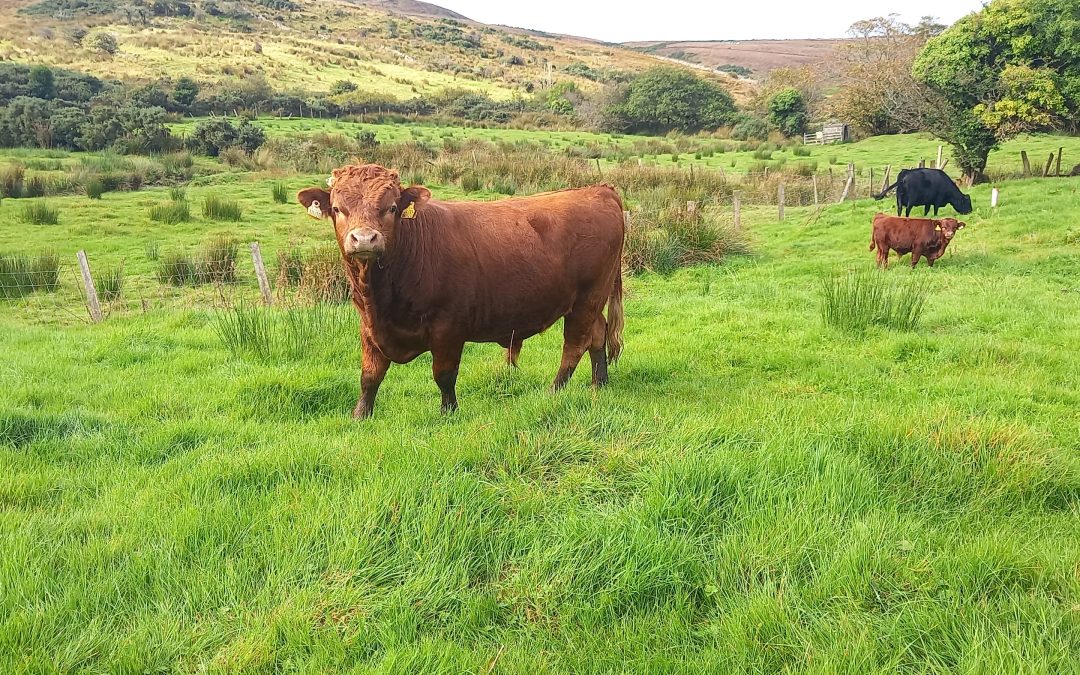 For Sale – PBR Bull & Bull calf, Co Galway