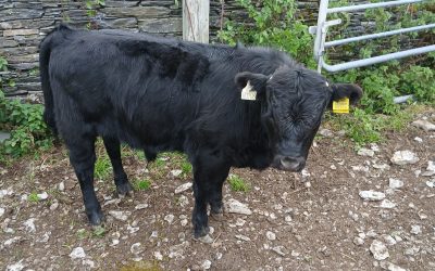 For Sale – PBR Weanling Bull, Co Cork