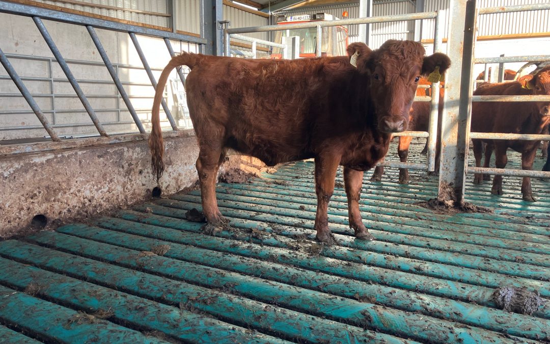 For Sale – In Calf Dexter Heifer, Co Westmeath