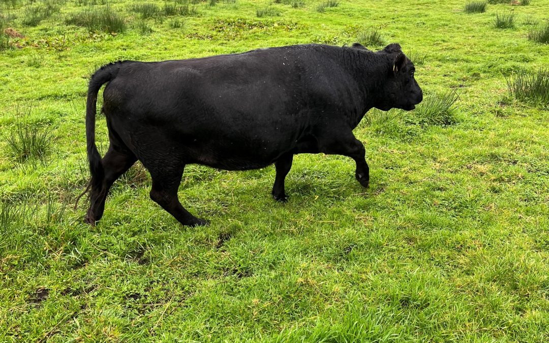 For Sale – 3yr old Heifer, Co Cork