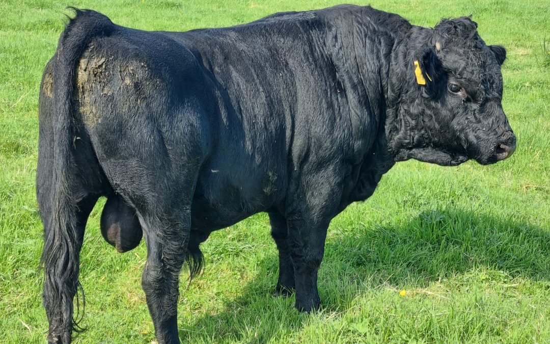 For Sale – PBR Bull, Co Cavan