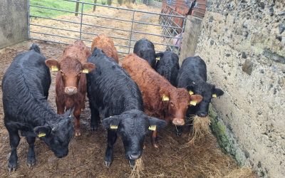 For Sale – PBR Heifers & Bullocks, Co Cavan