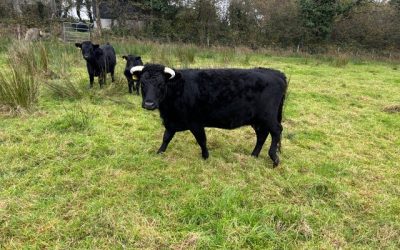 For Sale – PBR Cow & Calf, Co Kilkenny