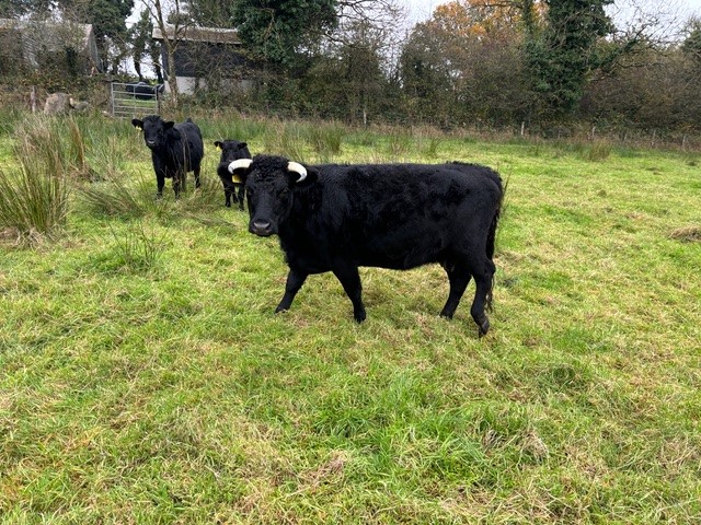 For Sale – PBR Cow & Calf, Co Kilkenny