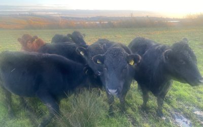 For Sale –  2 year old Bullocks, Co Leitrim