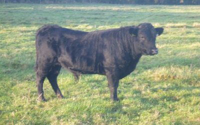 For Sale – Young Bull (excellent Genetics), Co Kilkenny