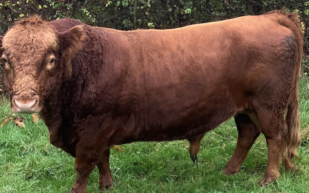 For Sale  – PBR Organic Dexter Bull, Co Cork