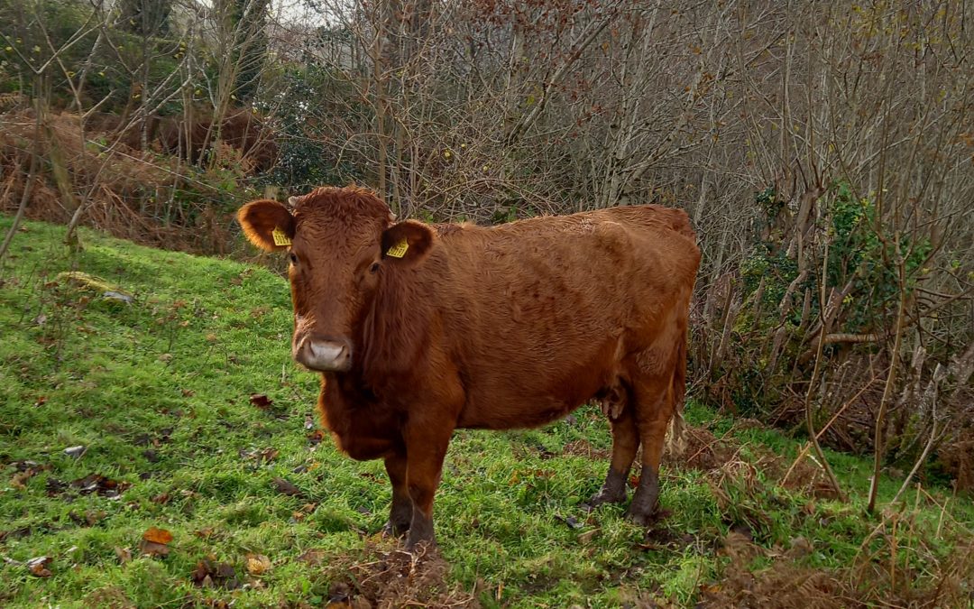 For Sale – PBR Dexter Cows, Co Kerry