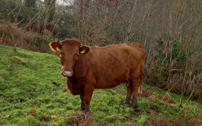 For Sale – PBR Dexter Cows, Co Kerry