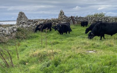 For Sale, PBR Weanling Heifers, Co Galway