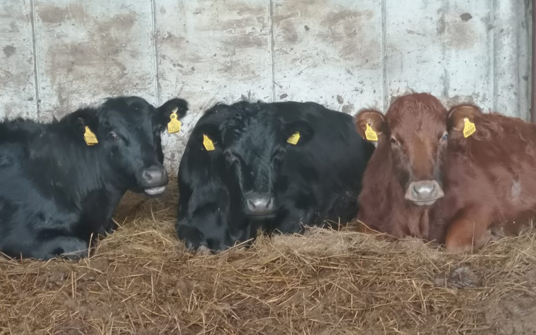 For Sale – PBR Dexter cows, Co Roscommon