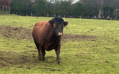 For Sale – PBR Stock Bull, Co Donegal