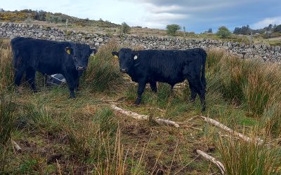 For Sale – Organic Bullocks, Co Galway