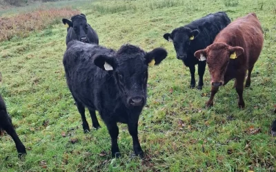 For Sale – Organic Dexter Heifers, Co Kildare