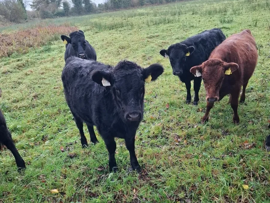 For Sale – Organic Dexter Heifers, Co Kildare