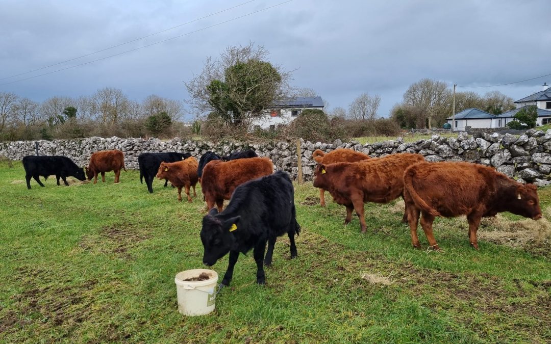 For Sale – 8 X PBR Organic Weanlings Heifers, Co Galway