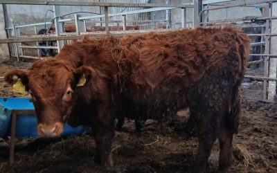 For Sale – Dexter Bull Calf, Co Sligo