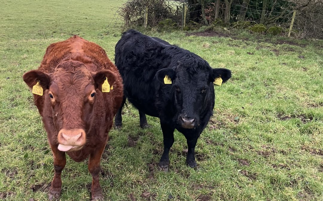 For Sale – Two Dexter In-Calf Cows, Co Westmeath