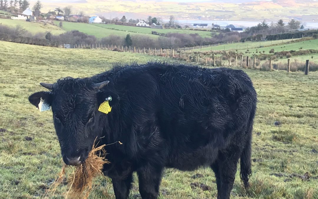 For Sale – 5 X PBR Organic Heifers, Co Donegal