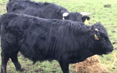 For Sale – Dexter Bull (Short), Co Donegal