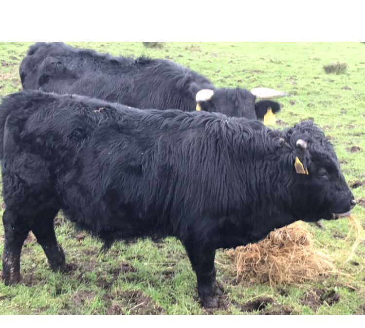 For Sale – Dexter Bull (Short), Co Donegal