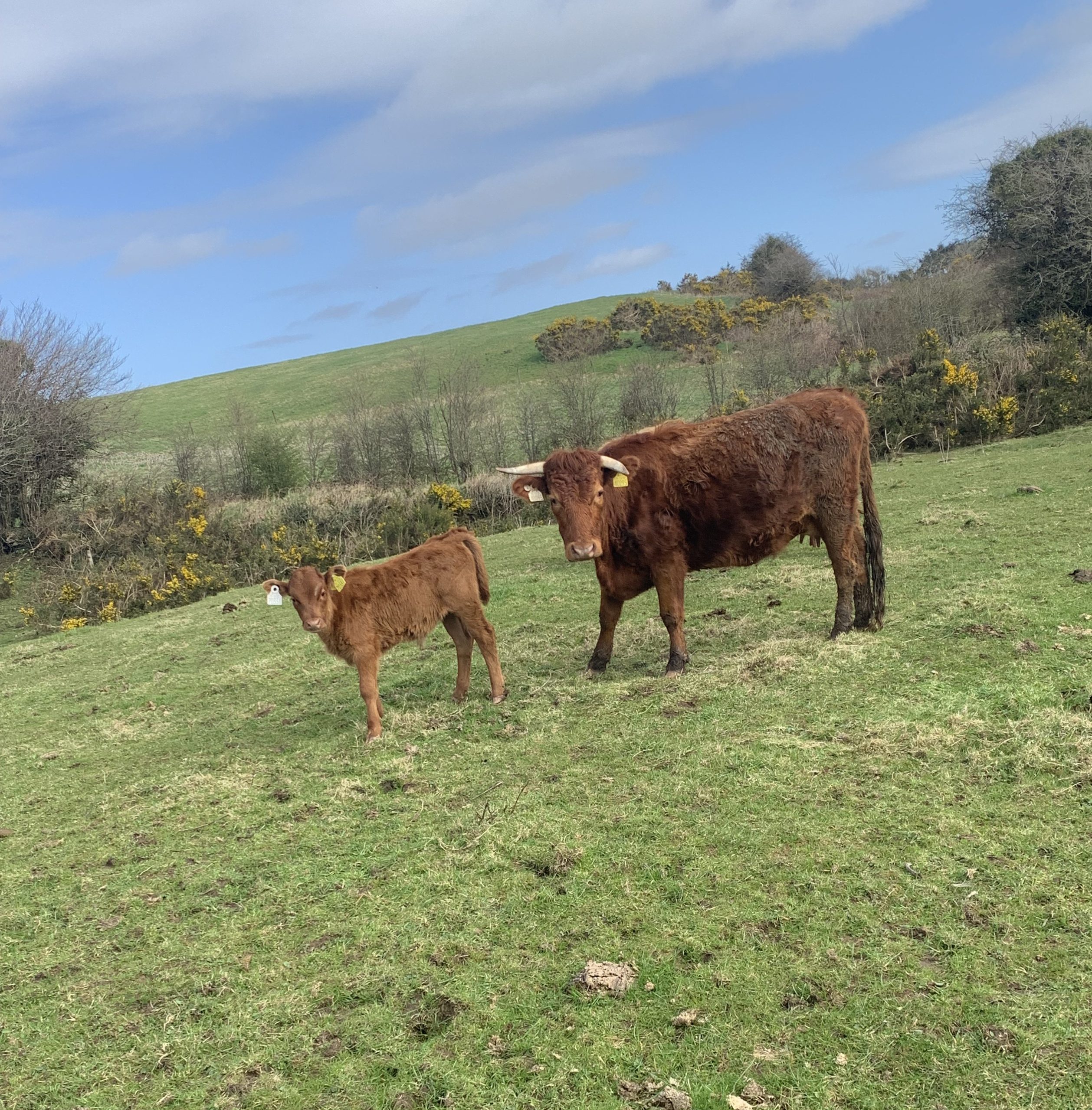 Cow & Calf 2_v1