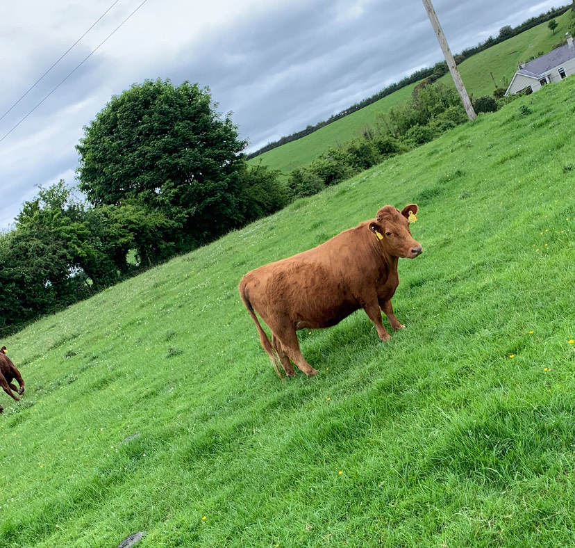 In Calf cow_v3