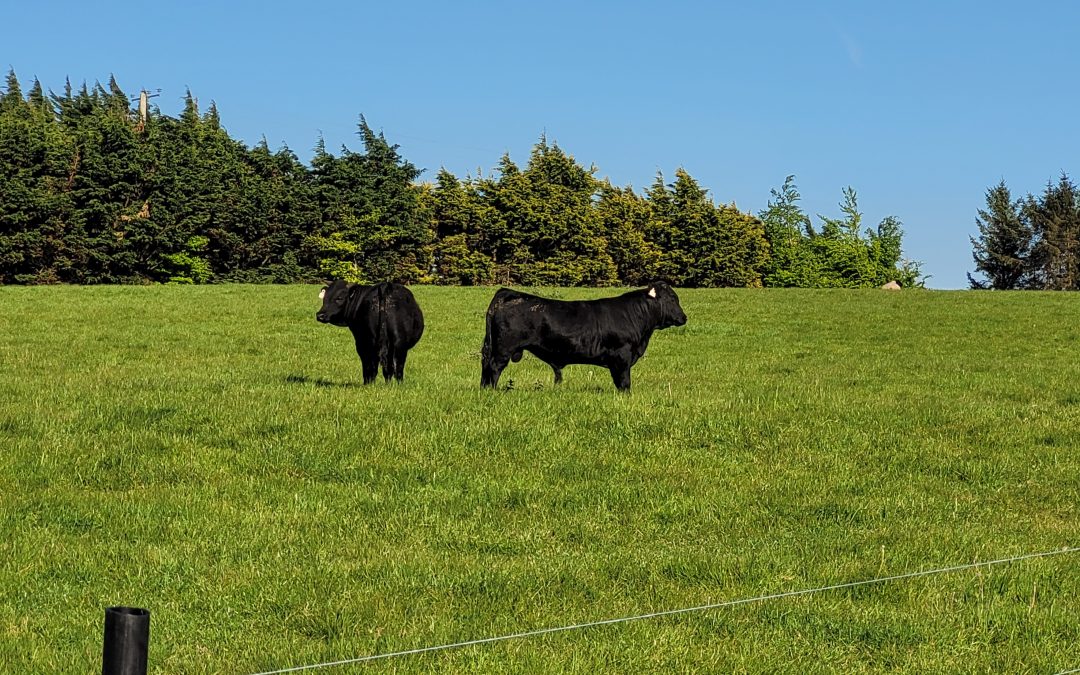 For Sale – 2 X PBR Bulls, Co Dublin
