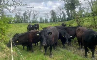 For Sale – Cows, Organic Heifers & Bull, Co Sligo