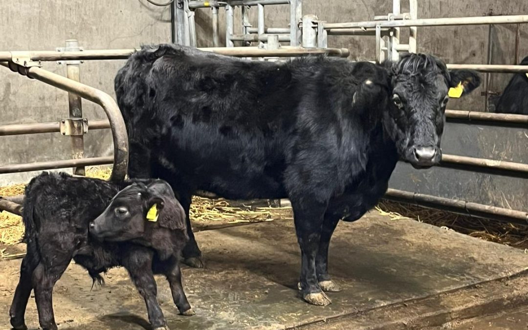 For Sale – Cow & Calf team, Co Donegal