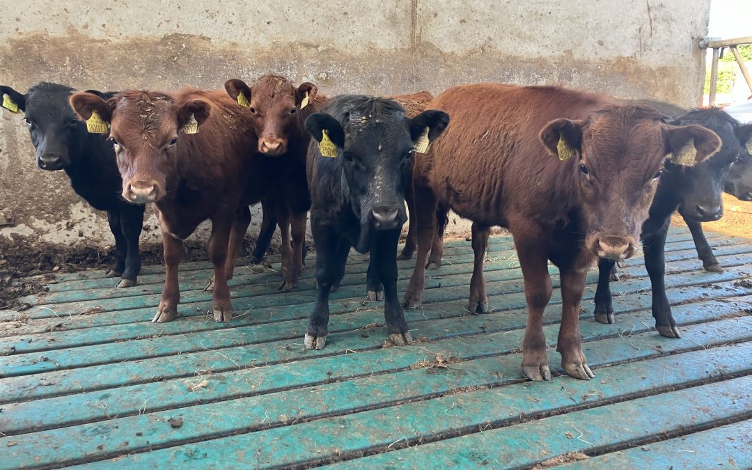 For Sale – 7 X PBR Weanlings, Co Westmeath