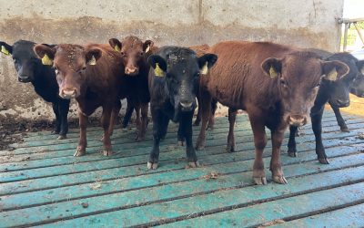 For Sale – 7 X PBR Weanlings, Co Westmeath