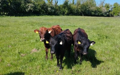 For Sale – 7 Bullocks & 6 Heifers, Co Westmeath
