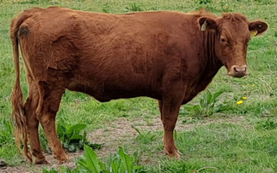 For Sale – 2 PBR Red Dexter Heifers, NE Co. Kildare