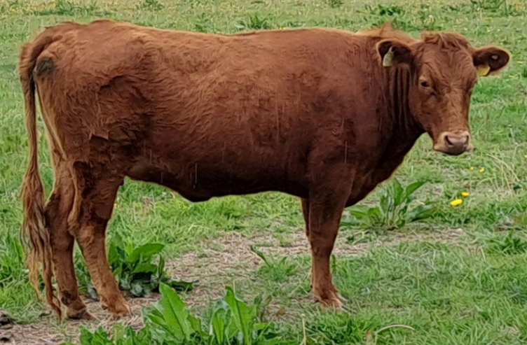 For Sale – 2 PBR Red Dexter Heifers, NE Co. Kildare
