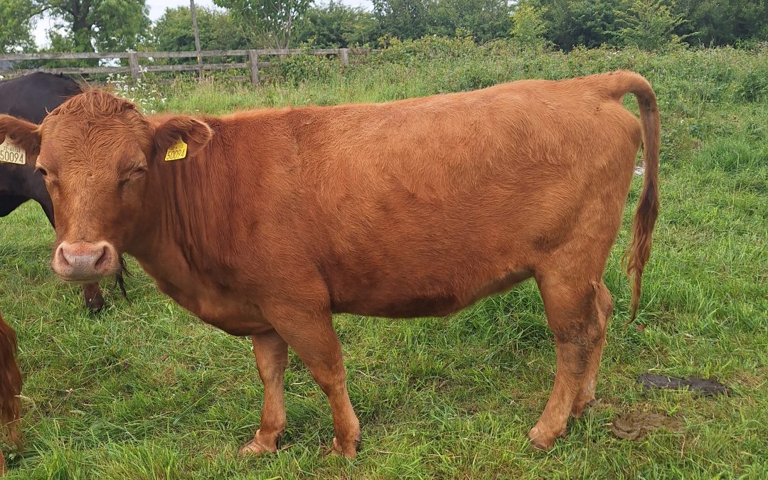 For Sale – PBR Dexter Heifers, Co Clare