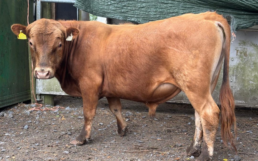 For Sale or Swap – PBR Bull, Co Laois