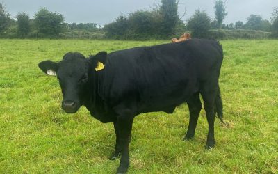 For Sale – non Registered Heifer, Co Galway
