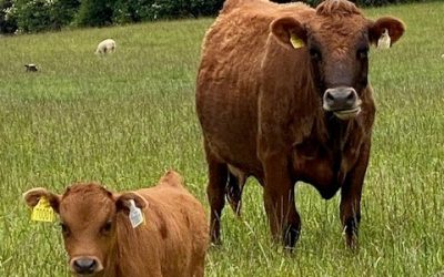 For Sale – 2 X Heifers with calf at foot, Co Donegal